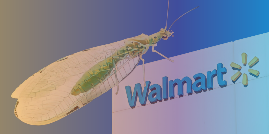 Giant Lacewing Rediscovered After 50 Years in Arkansas Walmart Parking Lot